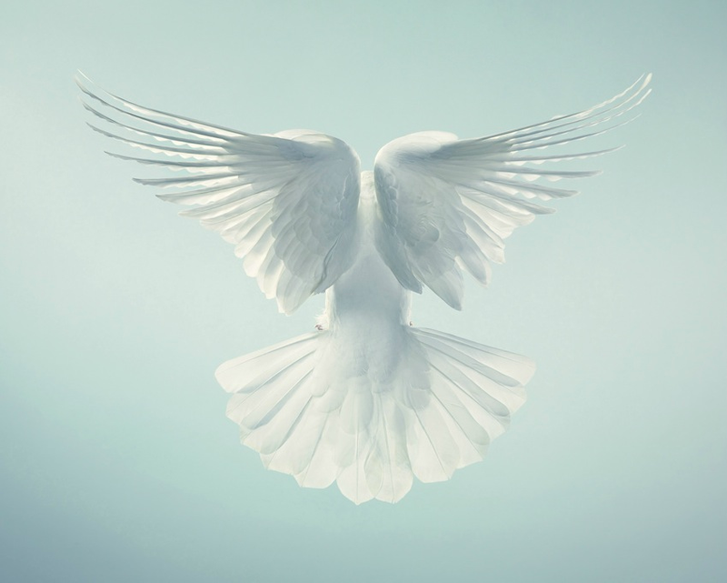Illustration for article titled Tim Flach's intimate animal portraits reveal nature's human side